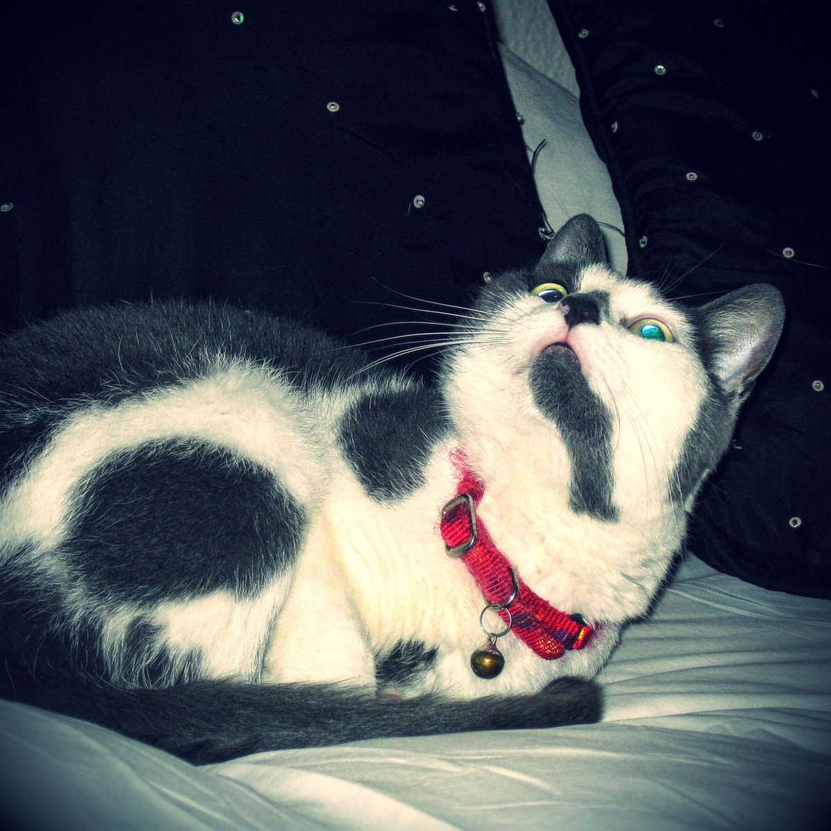 celinenotdion's tweet photo. In this thunderous Joburg storm, this nunu follows me from room 2 room. For protection. For comfort #FeelNeeded #Cat https://t.co/hBbI6Xrfc4