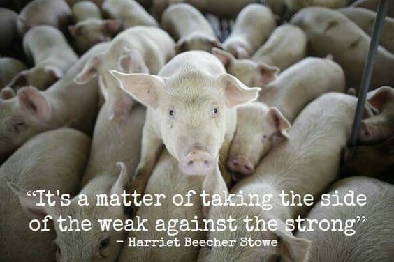 MediaPicks's tweet image. #IHelpOthersBy caring about #animals, our #environment and them