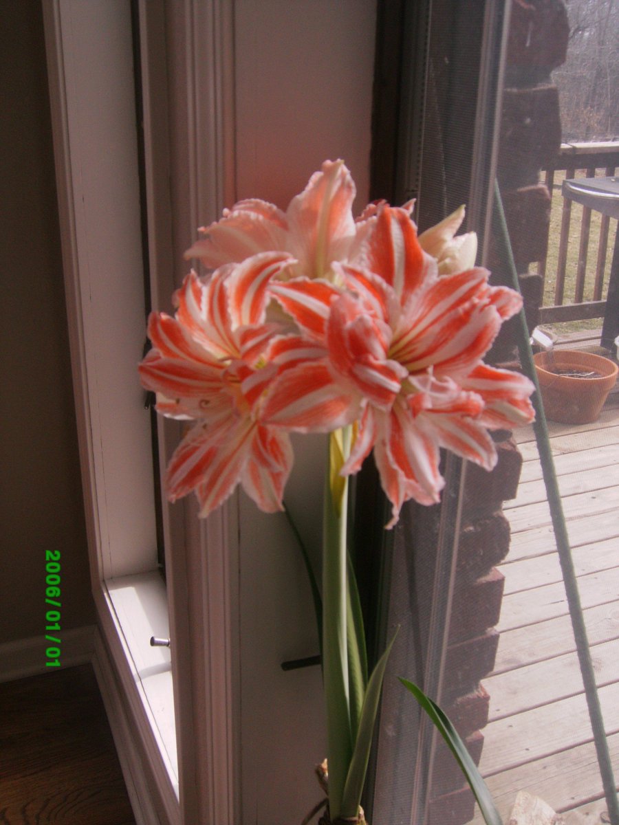 My blooming amaryllis brings a little cheer to a cold blustery day.