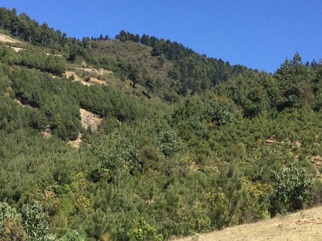 SalvemosMonarca's tweet photo. El #EjidoelRosario programa reforestaciones y plantaciones hasta 400 mil plantas de oyamel y pino #MariposaMonarca https://t.co/Q8GmrD8HE4
