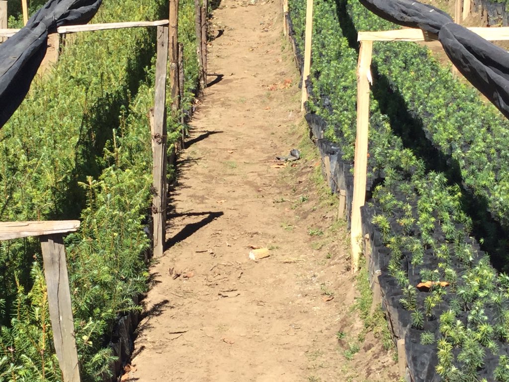 SalvemosMonarca's tweet photo. El #EjidoelRosario programa reforestaciones y plantaciones hasta 400 mil plantas de oyamel y pino #MariposaMonarca https://t.co/Q8GmrD8HE4