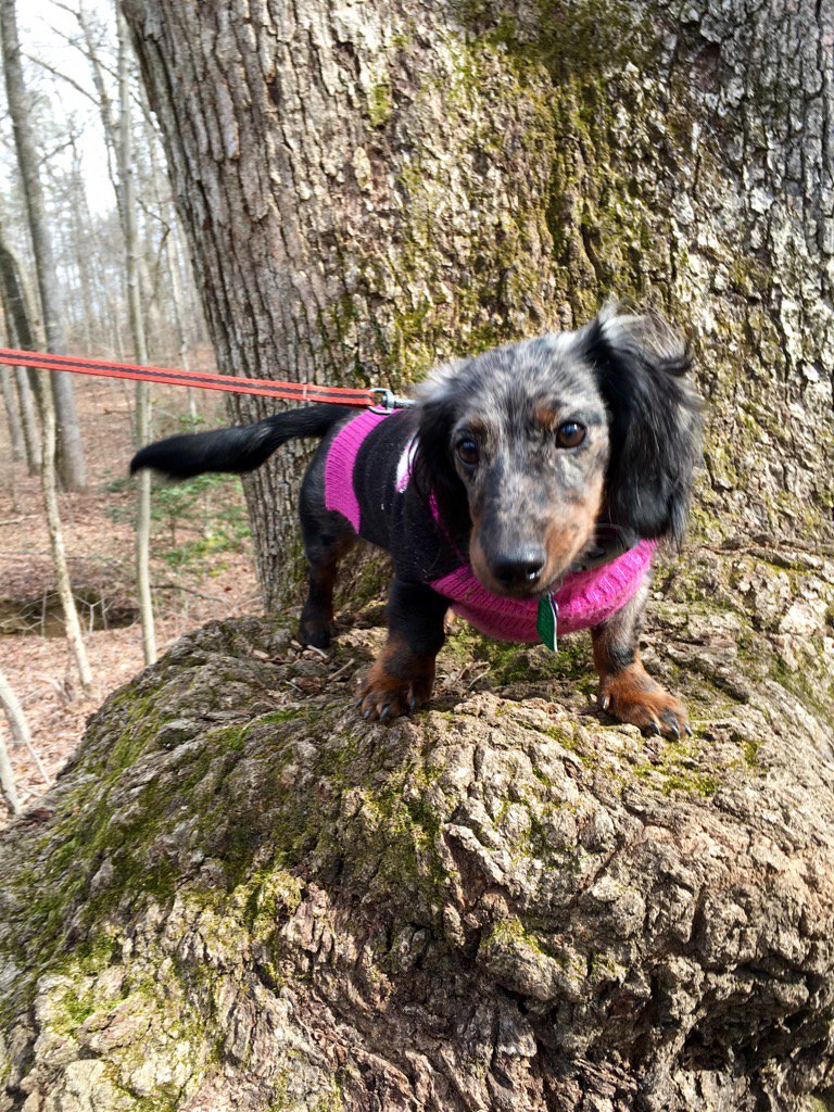 VickiRae20's tweet photo. #piperrae https://t.co/ijGAhamgmx