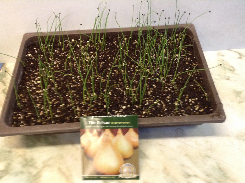 Kelso onions germinated