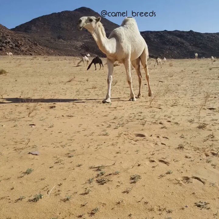 من ابل الامير
فهد بن سلطان بن عبدالعزيز ال سعود
