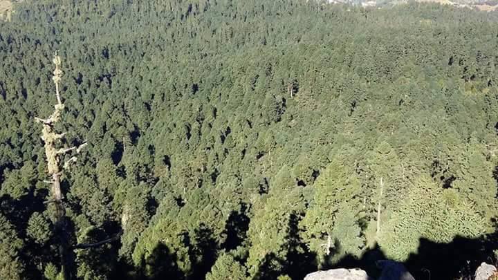 SalvemosMonarca's tweet photo. Esperemos que se preocupen las autoridades ambientales por mejorar el #HabitatdelaMonarca y que produce #Cutzamala https://t.co/LTvHlijrb6