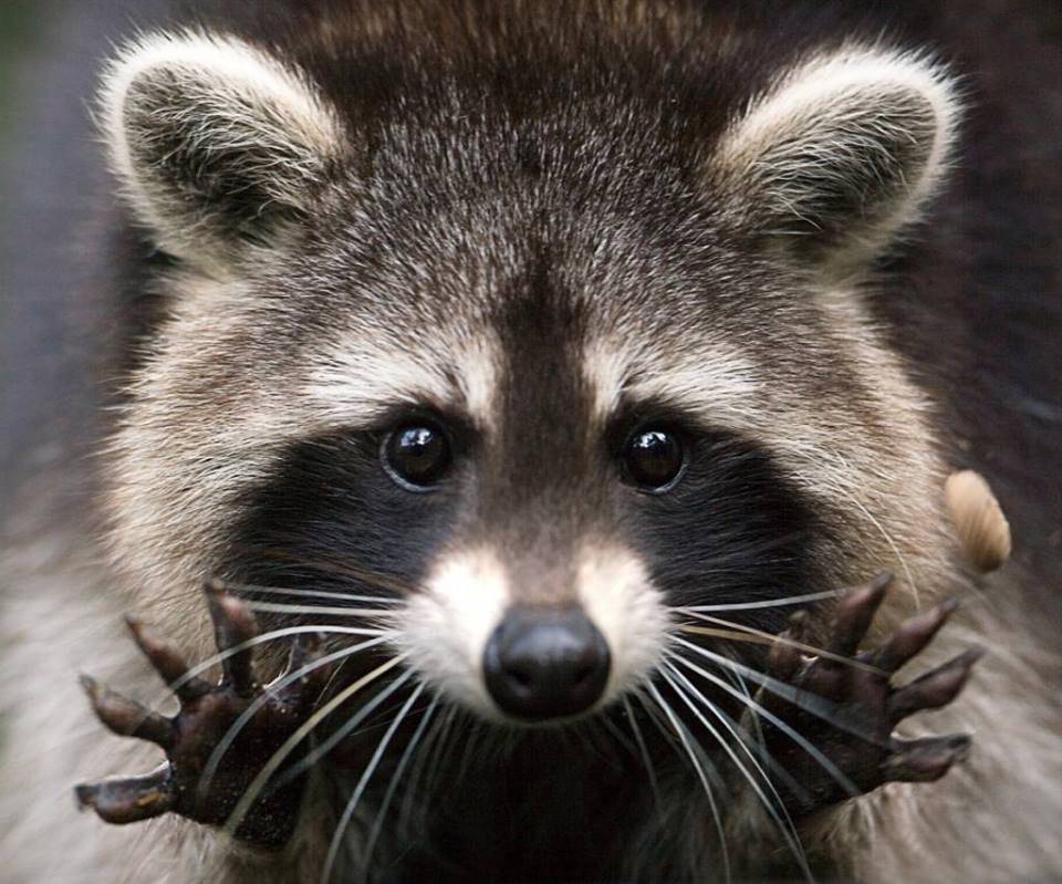 txpestsa's tweet photo. Racoons? We can handle it! Give us a call and we can trap them safely and give you tips on how to avoid a squa https://t.co/aNLdTygylF