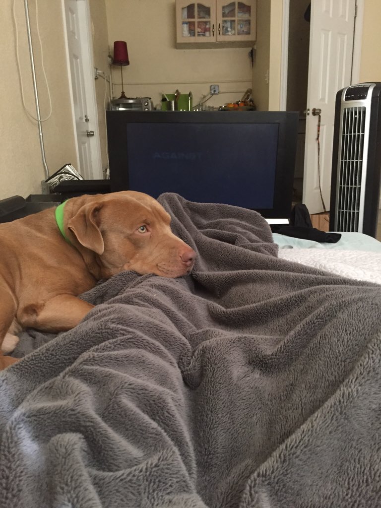 Alejocasper13's tweet photo. He's so tired of my shit https://t.co/spOxAzi3hj