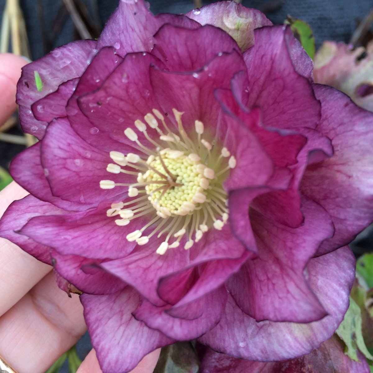 Thanks <a href="/lialeendertz/">Lia Leendertz</a> for mentions for #britishflowers  <a href="/cutflowergrower/">Flowers fromthe Farm</a> &amp; <a href="/BritishFlowerCo/">FlowerCollective</a> telegraph.co.uk/gardening/how-…