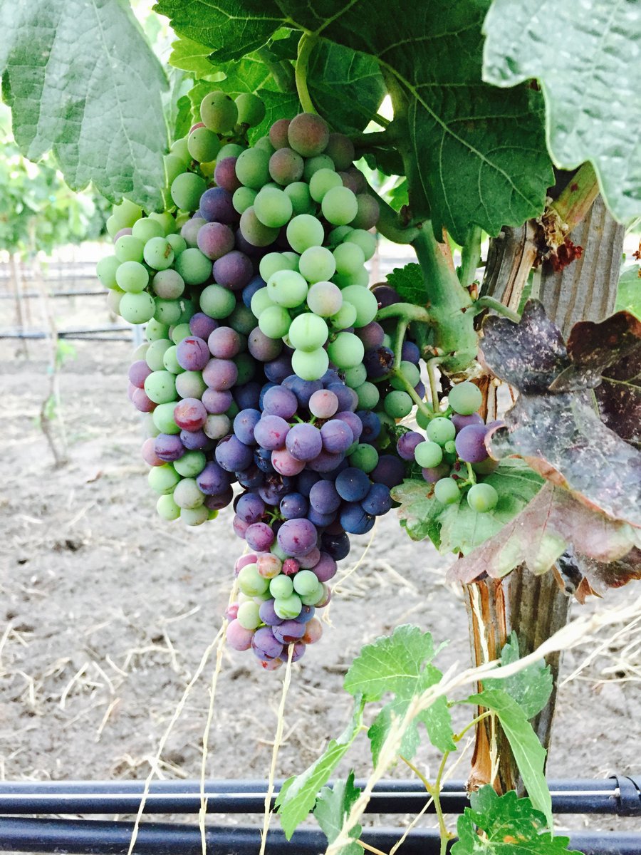 2015 Veraison! #tempranillo