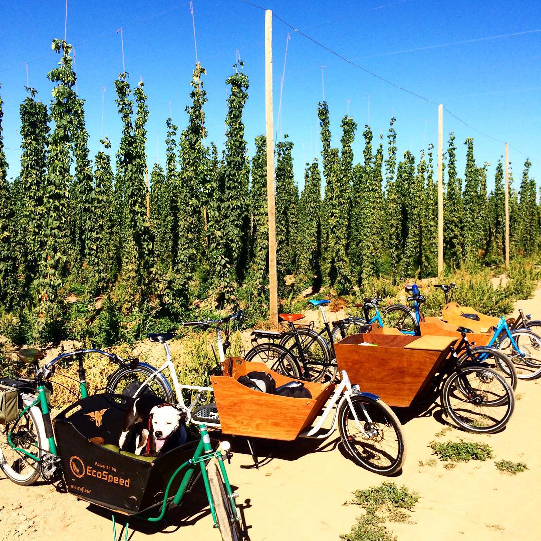 metrofiets's tweet photo. How about this, @ORbike? #WDYR #bikefun #cargobike #freshhops https://t.co/kfjGZ77BEW