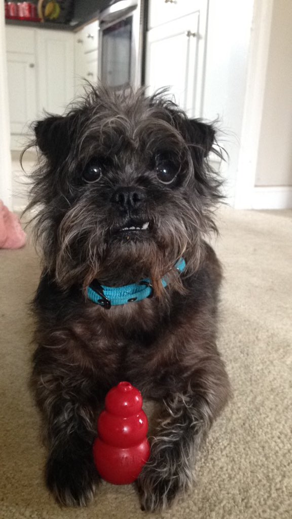 _ohioprincess's tweet photo. @dieselchick231 my dog has the same face but only one of his teeth stick out. Beautiful dog! Glad you rescued it 😍 https://t.co/f4tXCbLBbL