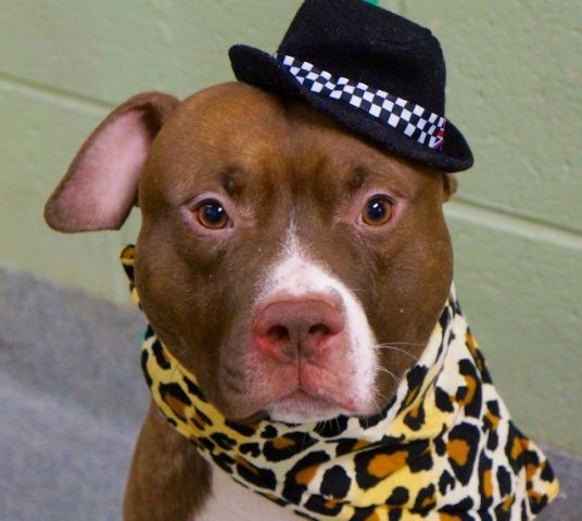 gaviota330's tweet photo. BUFFALO
SAFE
TKS 2
https://t.co/MDsZ3oL1ob
#DONATE 2 #RESCUE
#FOSER
#ADOPT
#NYC ANIMAL CARE CENTER KILLS PETS DAILY https://t.co/PK0ECrcKuE