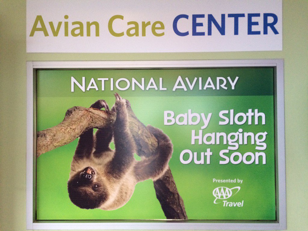 National_Aviary's tweet photo. The baby sloth has finally arrived at the National Aviary! After his very busy morning, he is now resting. https://t.co/Z3Ft5FJsqN