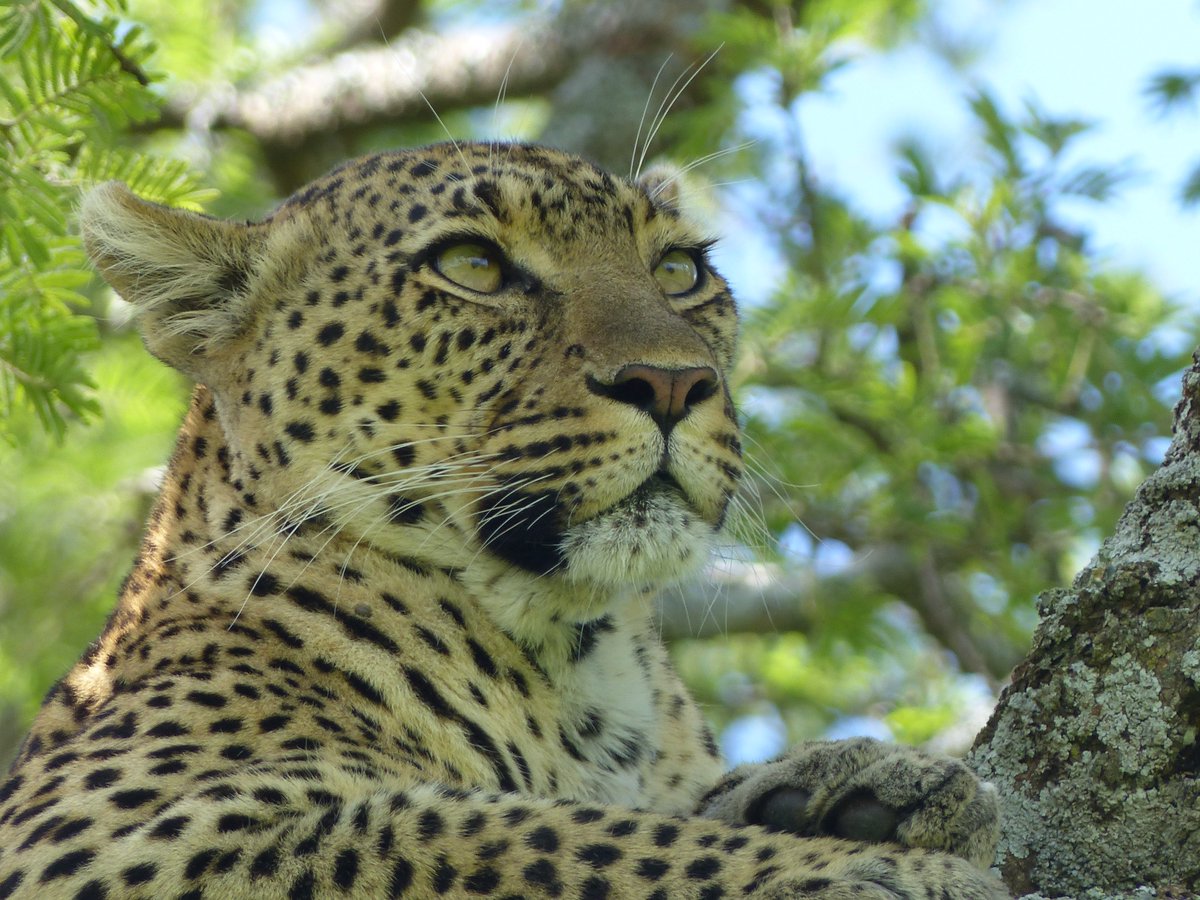 SafariInfinity's tweet photo. A Leopard's stare! -by Lee family who traveled with #safariinfinity in Dec! https://t.co/NqfpLiB0PM #safari #africa https://t.co/zC63veowe7