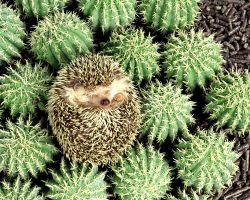 YourBenchMark's tweet image. Awesome group cuddle. Now where's my glasses?