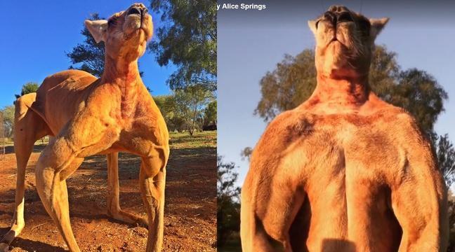 20Minutes's tweet photo. Australie: Roger le kangourou bodybuildé est de retour, plus musclé que jamais https://t.co/Znr1M7Bprt https://t.co/NFRr1HDFCY