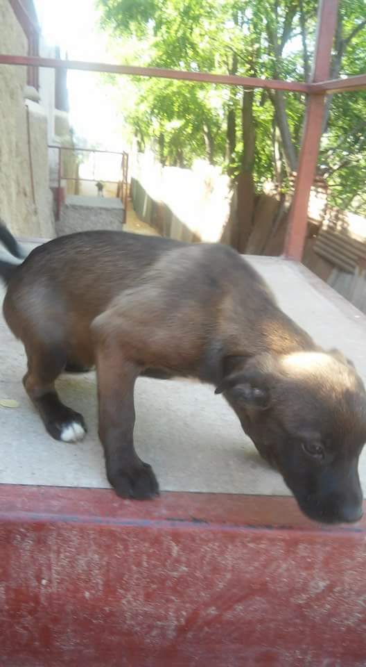 AnimalParaiso's tweet photo. Perritas porteños amorosas y juguetonas en adopción, ellas son rescatadas de la calle y muy agradecidas. ☎ 982804796 https://t.co/tyuh6fZC12