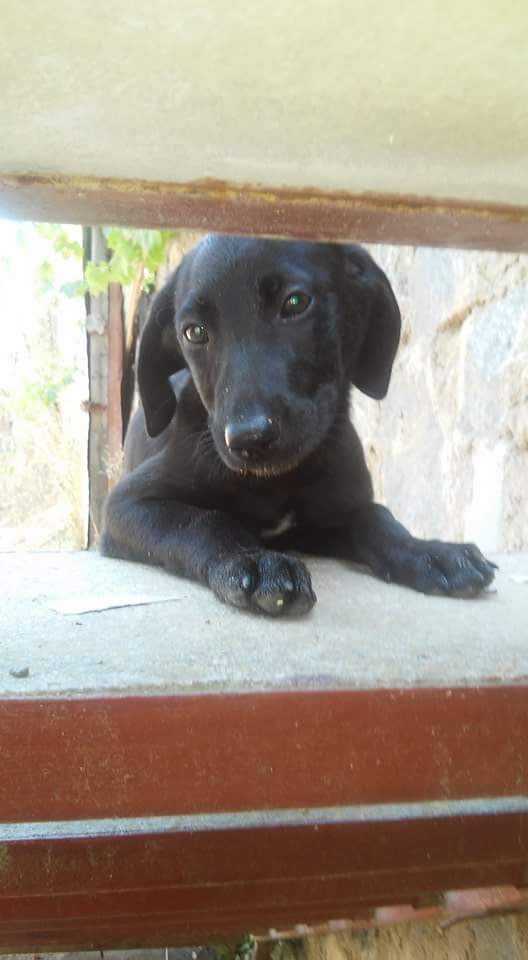 AnimalParaiso's tweet photo. Perritas porteños amorosas y juguetonas en adopción, ellas son rescatadas de la calle y muy agradecidas. ☎ 982804796 https://t.co/tyuh6fZC12