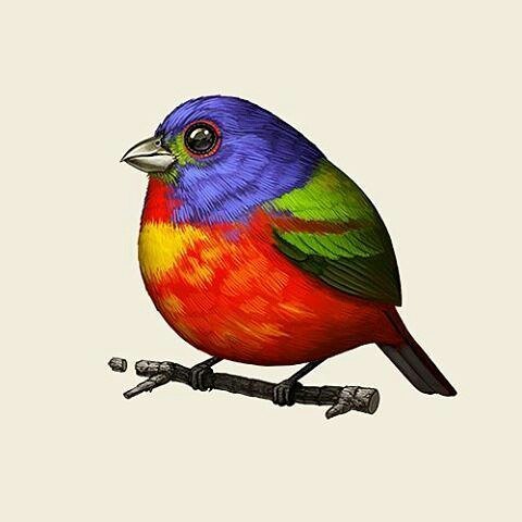 Look at this fatass bird. It's so colorful! @sirmitchell has these up for sale at sirmitch… ift.tt/1Rjqk43