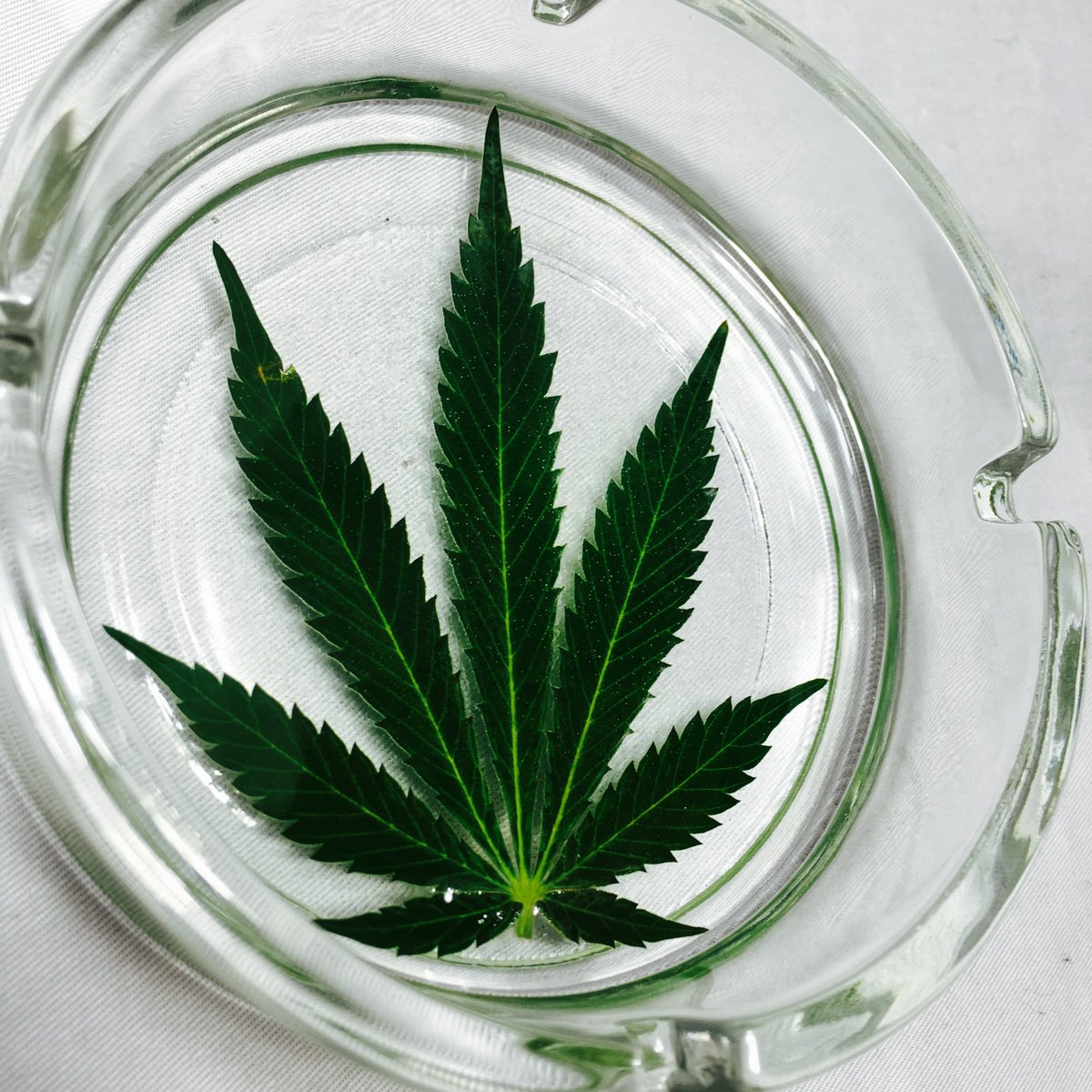 CountEmOut's tweet image. Real life cannabis leaf preserved frozen in time in a beautiful classy GrassTray hand crafted by @CountEmOut
