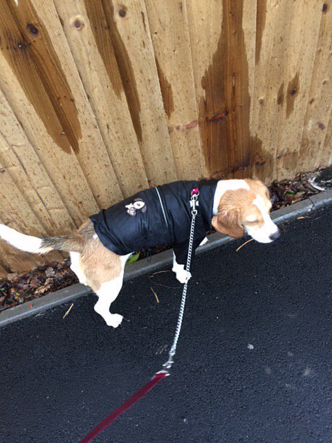 tilda_beagle's tweet photo. "I'm not keen on the rain" https://t.co/Cfq7vzAmWv