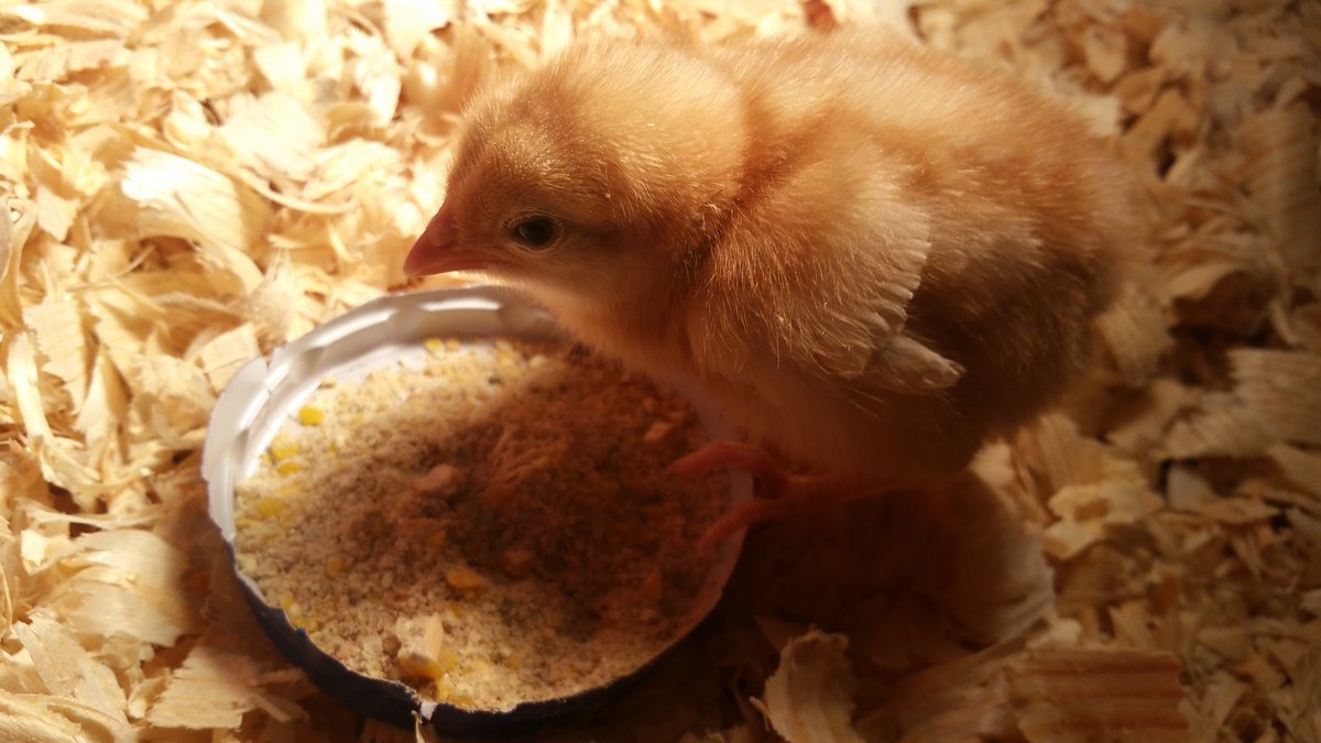 chelle14s's tweet photo. My new baby. Meet Tilly!!! https://t.co/NngEbRLODR