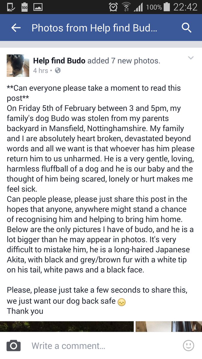 findmurphyhusky's tweet photo. #HelpfindBudo make him #TooHotToHandle #Mansfield #Notinghamshire https://t.co/kP5czQWx9I