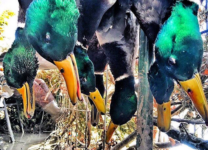 WaterfowlAdx's tweet photo. Only shoot GREEN! @tonyvandemore #WaterfowlADX #duckhunting #waterfowl #remington #benelli #woodduck #limits #addict https://t.co/iGaWzGOYJf