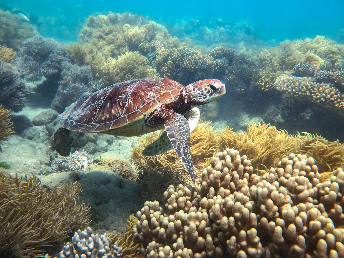 littlemexplorer's tweet photo. Did you know that plastic rubbish will outweigh fish in the oceans by 2050? Out marine life are in danger! https://t.co/FzRKlU4Tkg