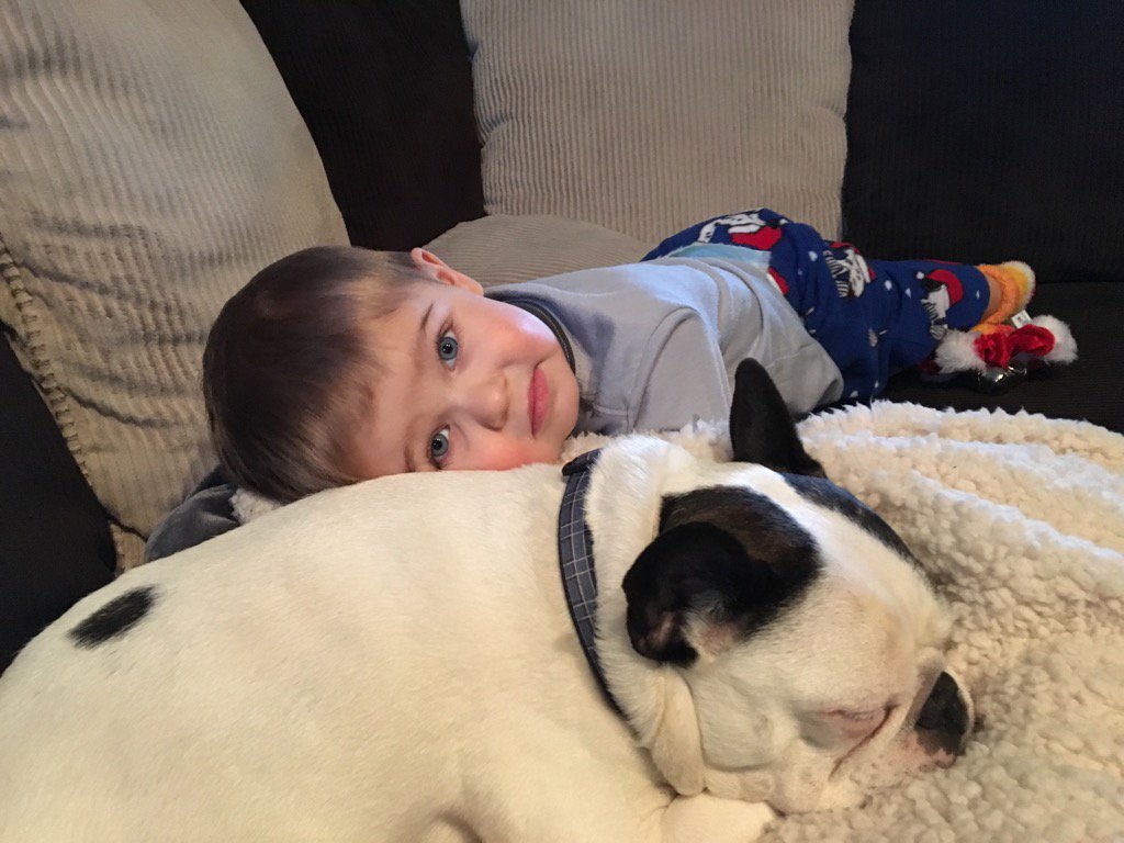 HugotheFrenchie's tweet image. My little buddy hasn't been feeling well today so I'm letting him snuggle.