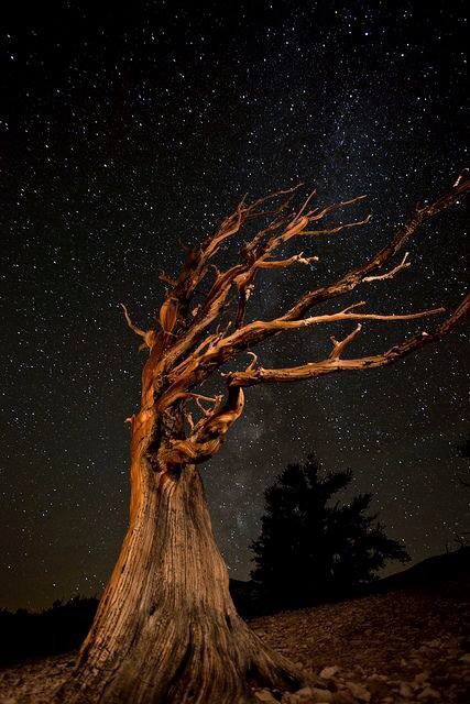 VioletL_Phoenix's tweet image. #Trees #ListenToTheTrees #WeAreInterconnected