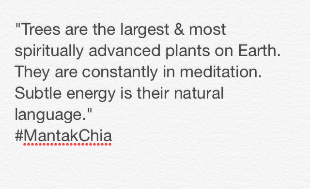 VioletL_Phoenix's tweet image. #Trees #ListenToTheTrees #WeAreInterconnected