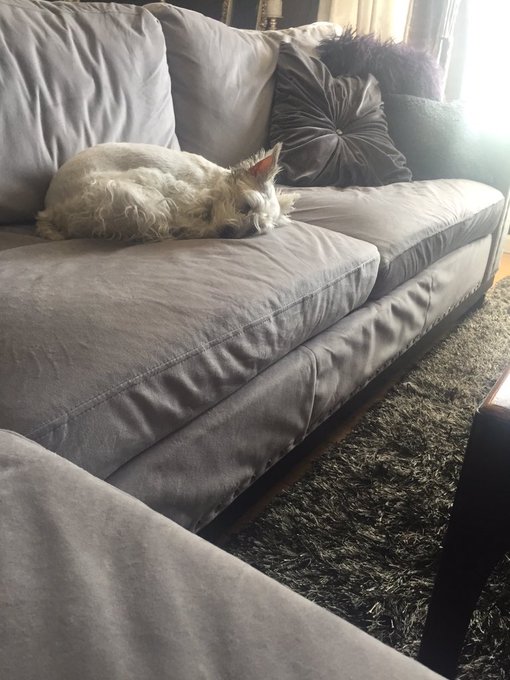 #mondays #schnauzer #missweefer https://t.co/l32GTfmGDy<a href="/tag/mondays"class="tags">#mondays</a><a href="/tag/schnauzer"class="tags">#schnauzer</a><a href="/tag/missweefer"class="tags">#missweefer</a>