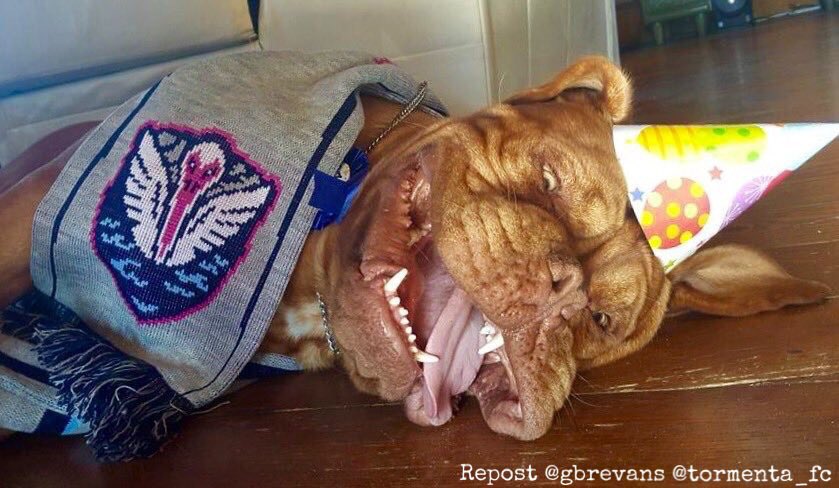 RuffneckScarves's tweet photo. What's a dogs favorite scarf?
A "Ruff"-neck 🐶
#badjoke #greatscarf https://t.co/1TwaXu2sBs