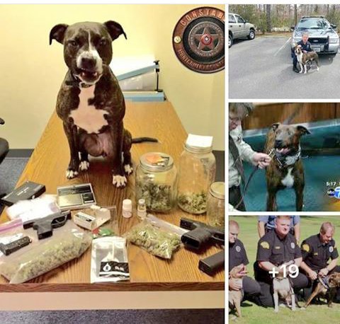 zachhernan's tweet photo. This is so awesome. So glad they're getting good publicity. #pitbull #PitbullsLovers #sweetestdogs #smartestdogs https://t.co/EfaLHzpEfY
