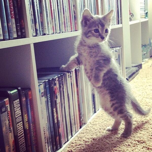 WarmingCuteness's tweet photo. Shall I choose the movie? https://t.co/rS41hUFq9u