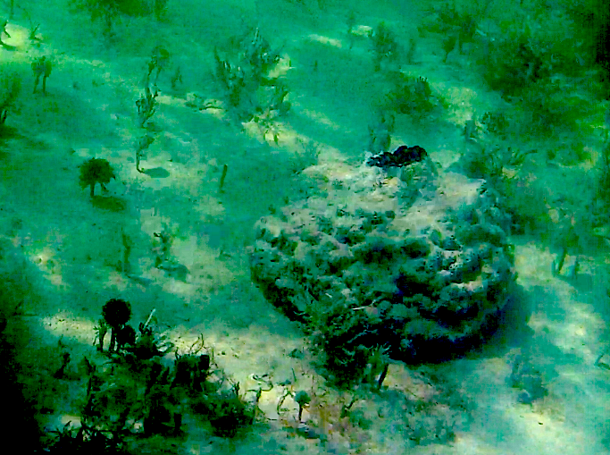 kayakSP's tweet photo. #kayaking tropical waters looking down on so many sponges https://t.co/EqKhBd4kss https://t.co/MbJrRGfUi1