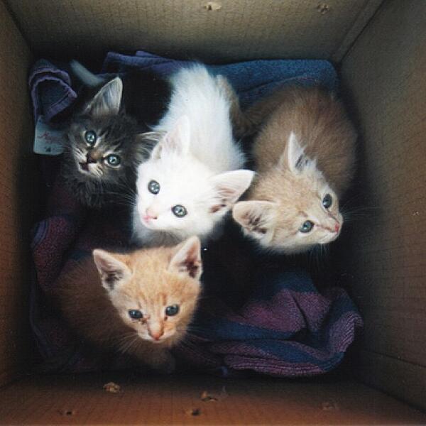 FullCatHouse's tweet image. A box of cuteness.