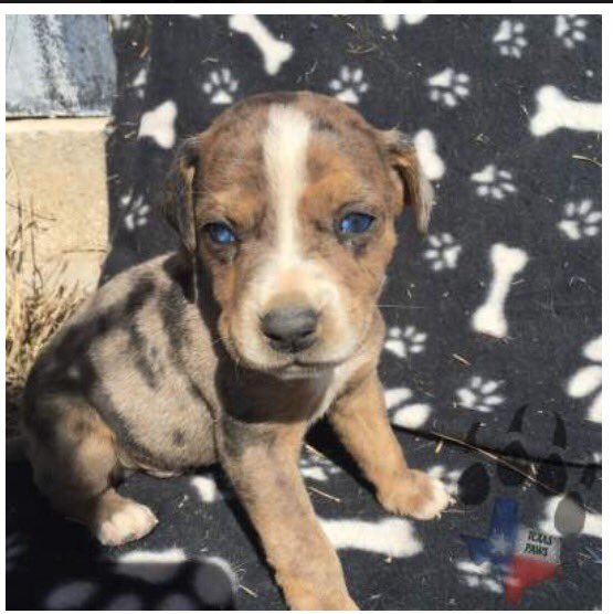 Texas Paws tweet media