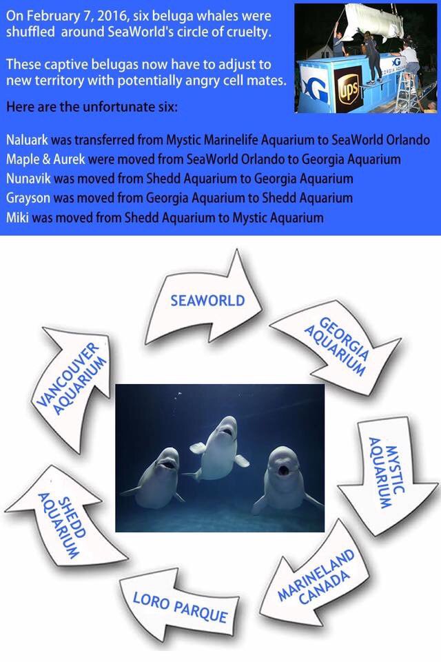 @SeaWorld Stop playing musical belugas #endcaptivebreeding #EmptyTheTanks