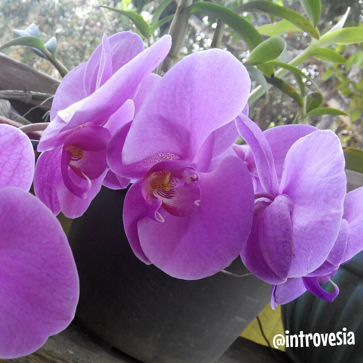 Introvesia's tweet photo. @Hersuz11 's Orchid Love

#photographie #picoftheday #nature #naturephotography #introvert #orchid #flower https://t.co/ZeTNSqdxnI