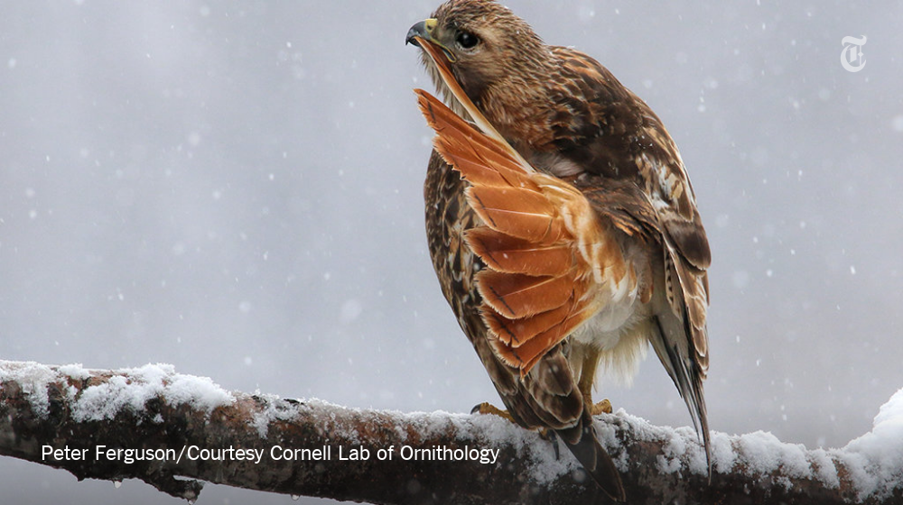 NYTScience's tweet photo. This weekend you can join in with more than 100,000 people to count millions of birds https://t.co/kw2xaJcgaZ https://t.co/dVTizOFsUY