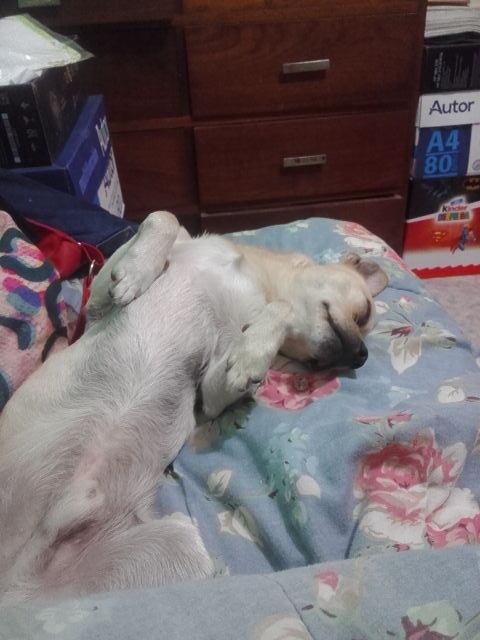 jesipomar's tweet image. Que llueva con todo así duermo como él ♡ #Thilo