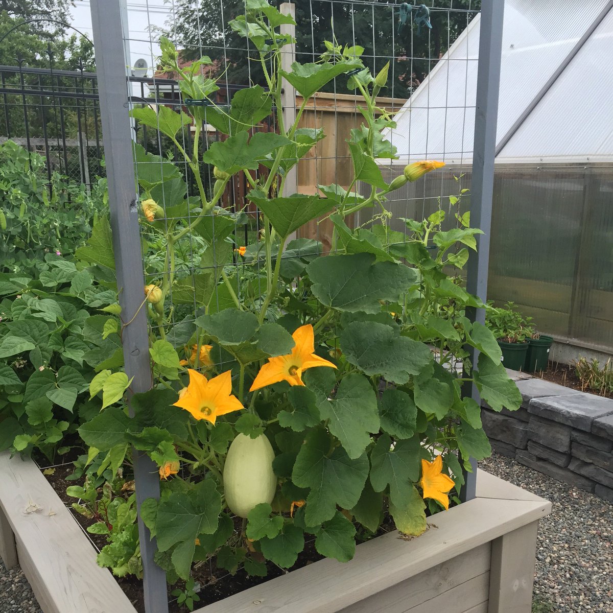 growingnorth's tweet photo. Was also a first for vertical squash in my urban yard (but not elsewhere). SPACE SAVER! #gardenchat #GrowingNorth https://t.co/IU1ci9YDQy