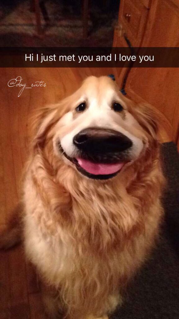 dog_rates's tweet photo. Guys I found the dog from Up. 12/10 https://t.co/WqoZtX9jmJ