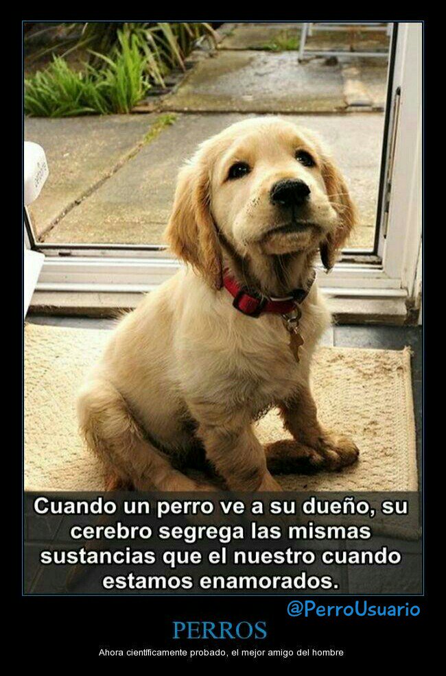 PerroUsuario Wof '•' tweet media