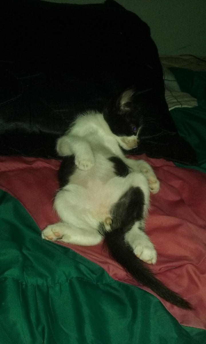 LucasMalldonado's tweet photo. Ya consegui Compañero de Habitacion👌🐈😂 #Acomodate https://t.co/mbpPZ067sk