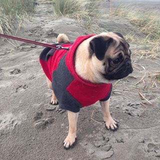 Joy_PhotoCam's tweet image. #pug #pugfun #pugran #pugsofinstagram #puglife findelight.net/puggie_detail.…