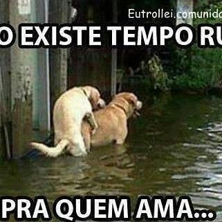 renatomichett's tweet image. 