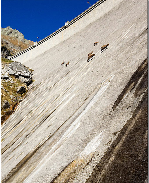 poxtrade's tweet photo. Look ma, #NoPhysics!
the Alpine ibex, seen here casually scaling the Cingino Dam in Italy. https://t.co/JTFRWLwvVY
